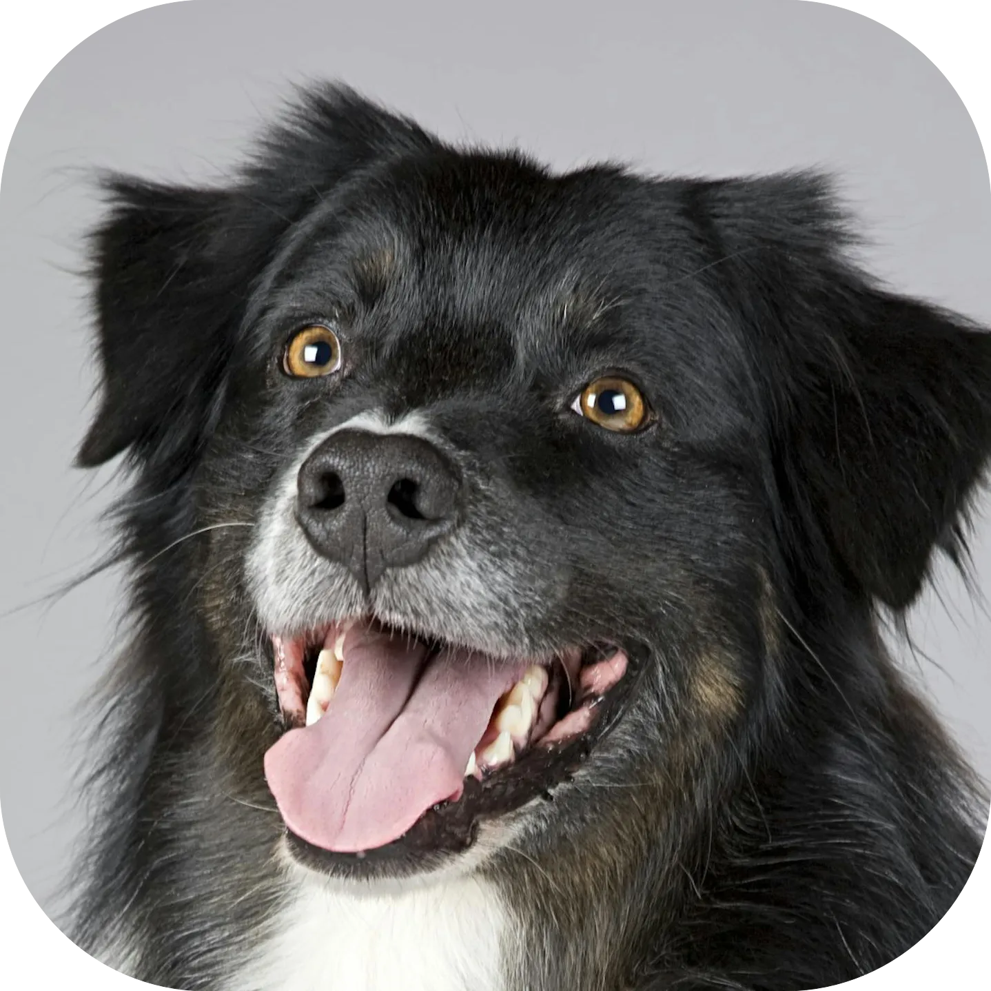 Original photo of a black dog used to create custom String Art by STRINGUART.